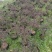 盆栽金银花、种植基地批发直供，可视频图片看货-红叶绿叶