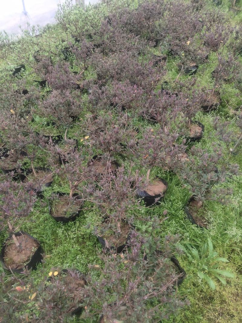 盆栽金银花、种植基地批发直供，可视频图片看货-红叶绿叶