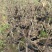 盆栽金银花、种植基地批发直供，可视频图片看货-红叶绿叶