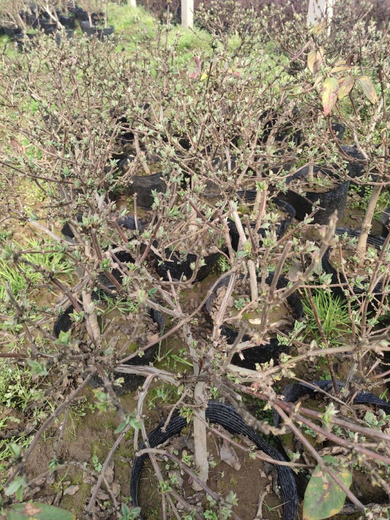 盆栽金银花、种植基地批发直供，可视频图片看货-红叶绿叶