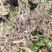 盆栽金银花、种植基地批发直供，可视频图片看货-红叶绿叶