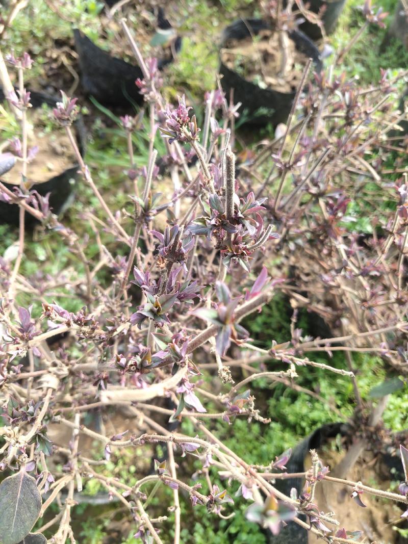 盆栽金银花、种植基地批发直供，可视频图片看货-红叶绿叶