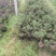 盆栽金银花、种植基地批发直供，可视频图片看货-红叶绿叶