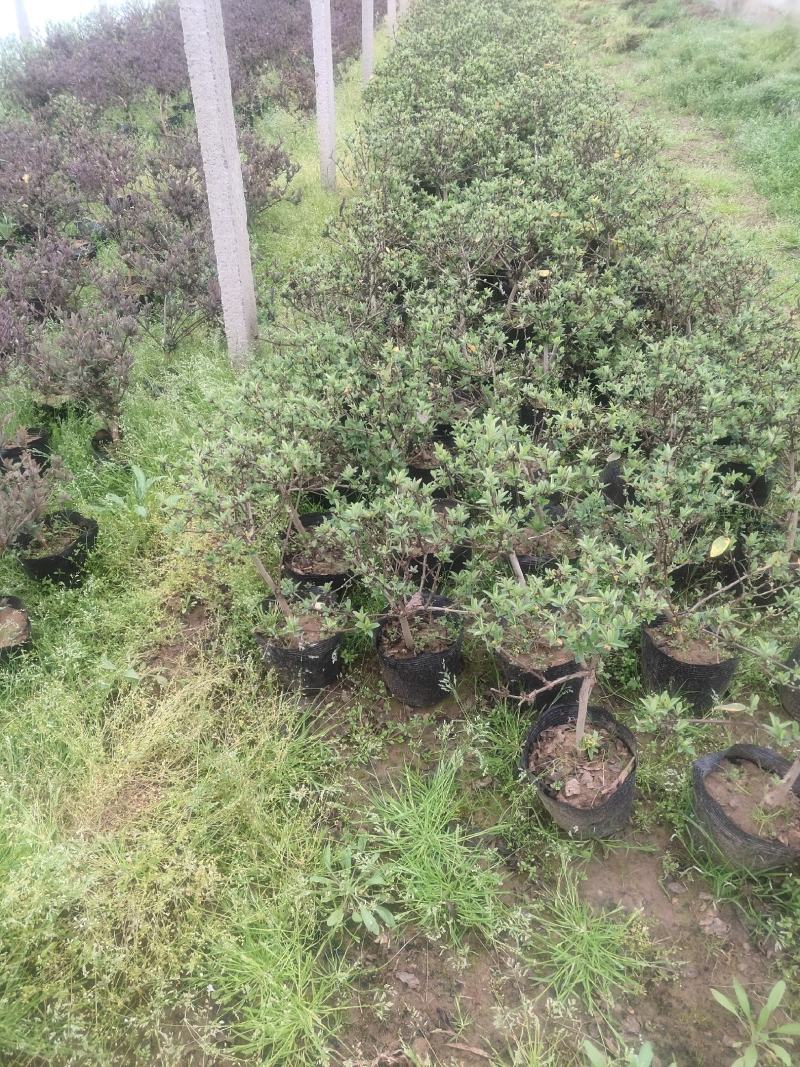 盆栽金银花、种植基地批发直供，可视频图片看货-红叶绿叶