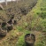 盆栽金银花、种植基地批发直供，可视频图片看货-红叶绿叶