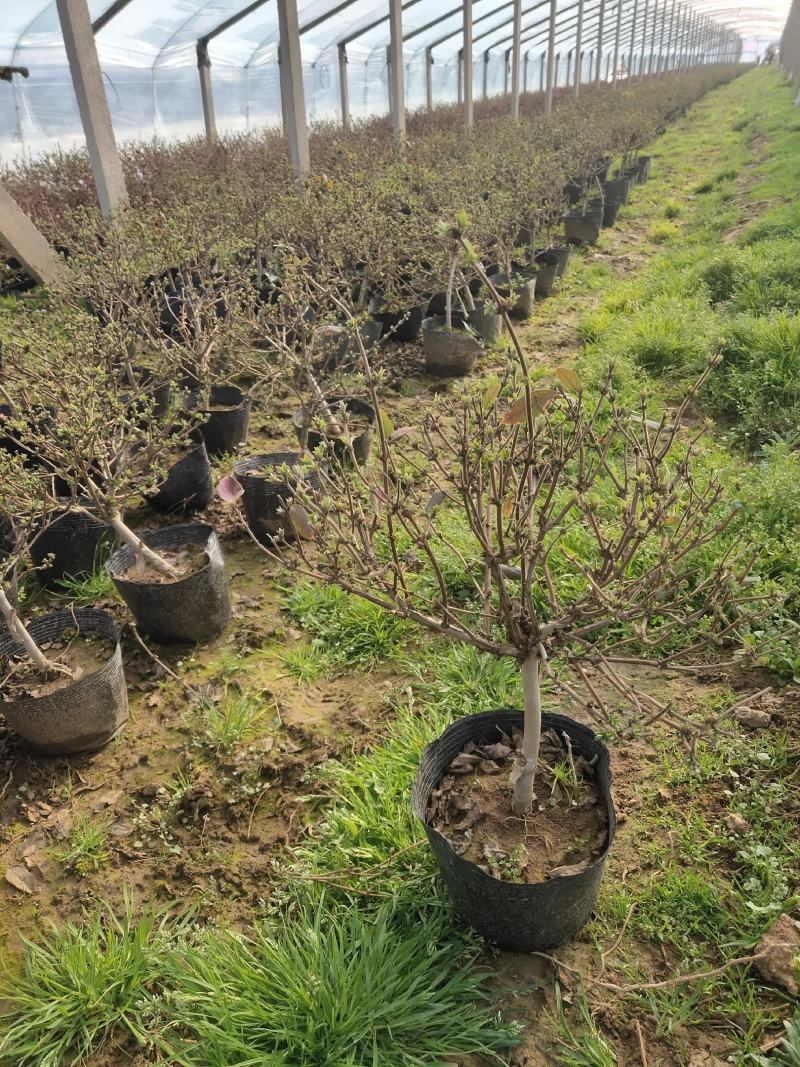 盆栽金银花、种植基地批发直供，可视频图片看货-红叶绿叶