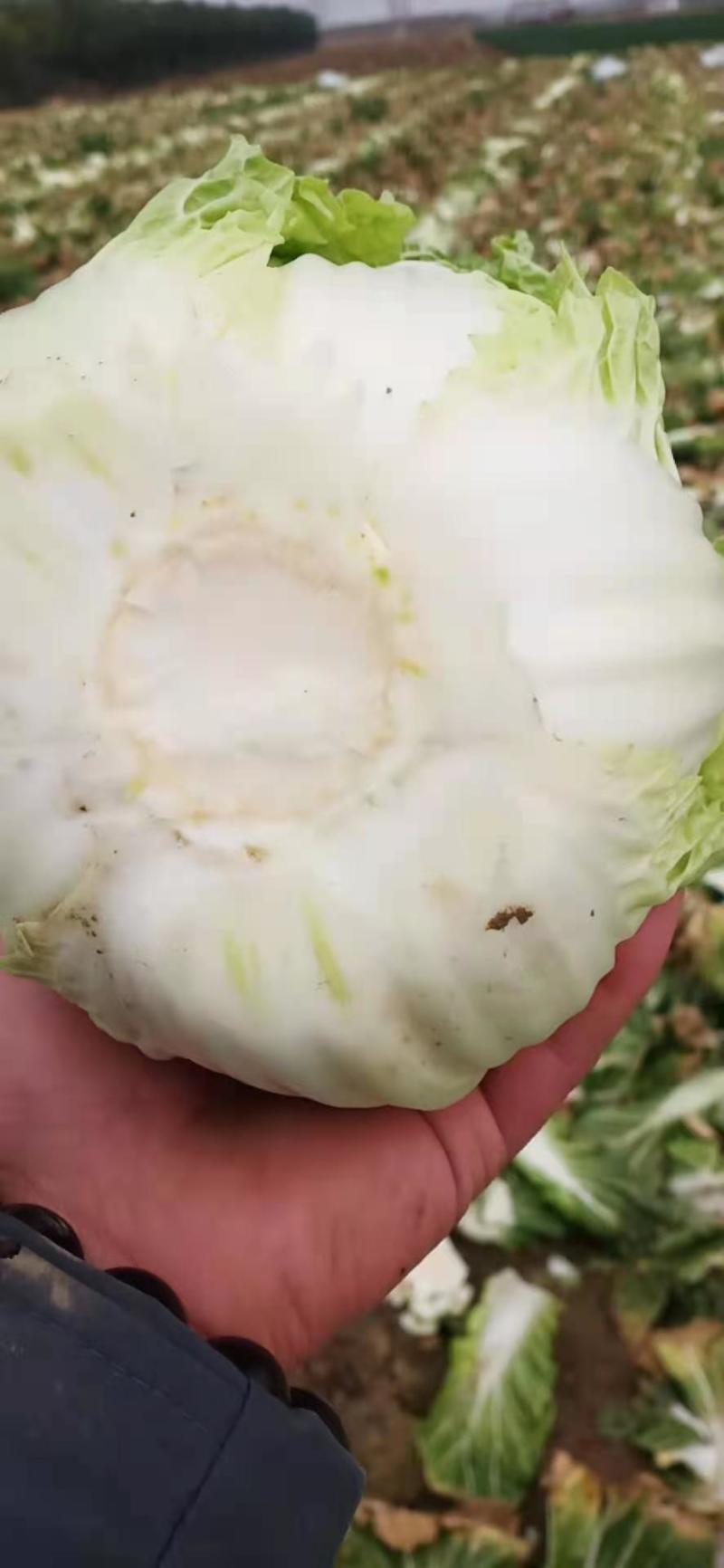 玲珑黄，黄心大白菜，清秀，质量好，鲜货，