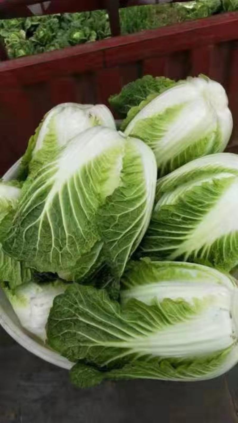 玲珑黄，黄心大白菜，清秀，质量好，鲜货，