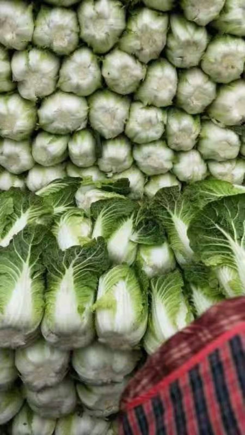 玲珑黄，黄心大白菜，清秀，质量好，鲜货，