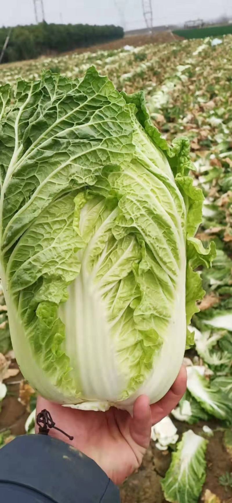 玲珑黄，黄心大白菜，清秀，质量好，鲜货，