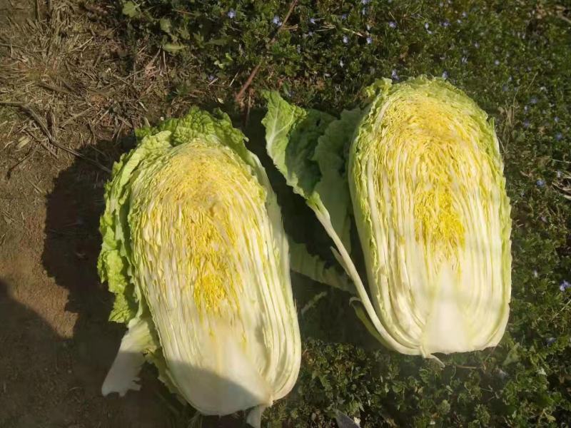 玲珑黄，黄心大白菜，清秀，质量好，鲜货，