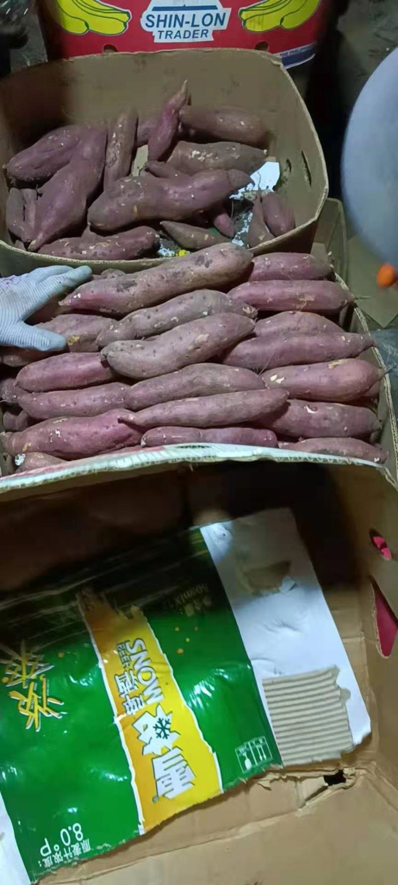 【好货推荐】红薯辽宁龙薯九号红薯，条形好颜色红现挖现发