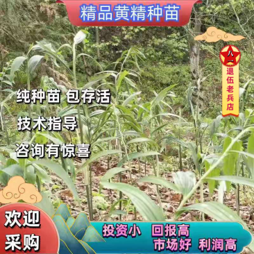 优质黄精种苗姜形倒苗，产量高发芽率快全芽头产地直发
