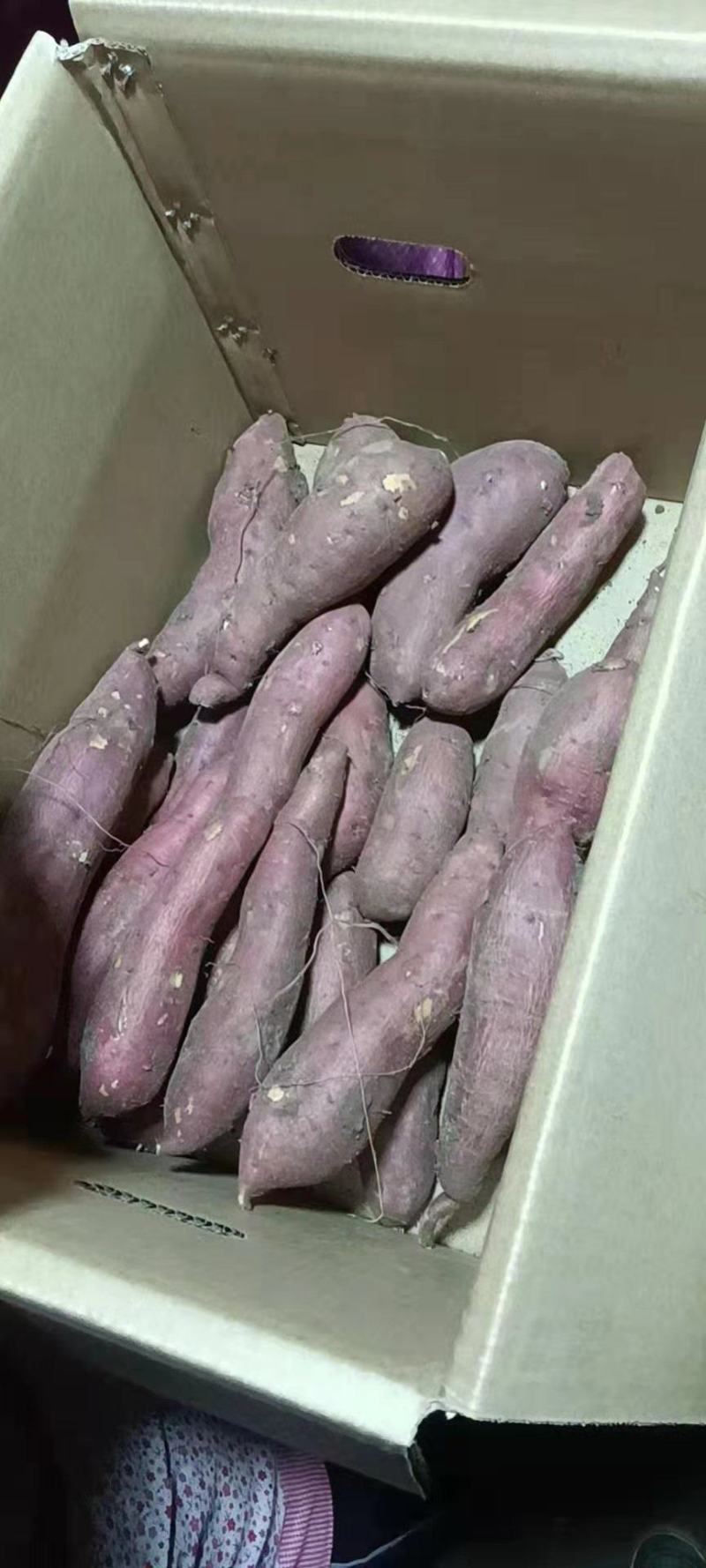 【好货推荐】红薯辽宁龙薯九号红薯，条形好颜色红现挖现发
