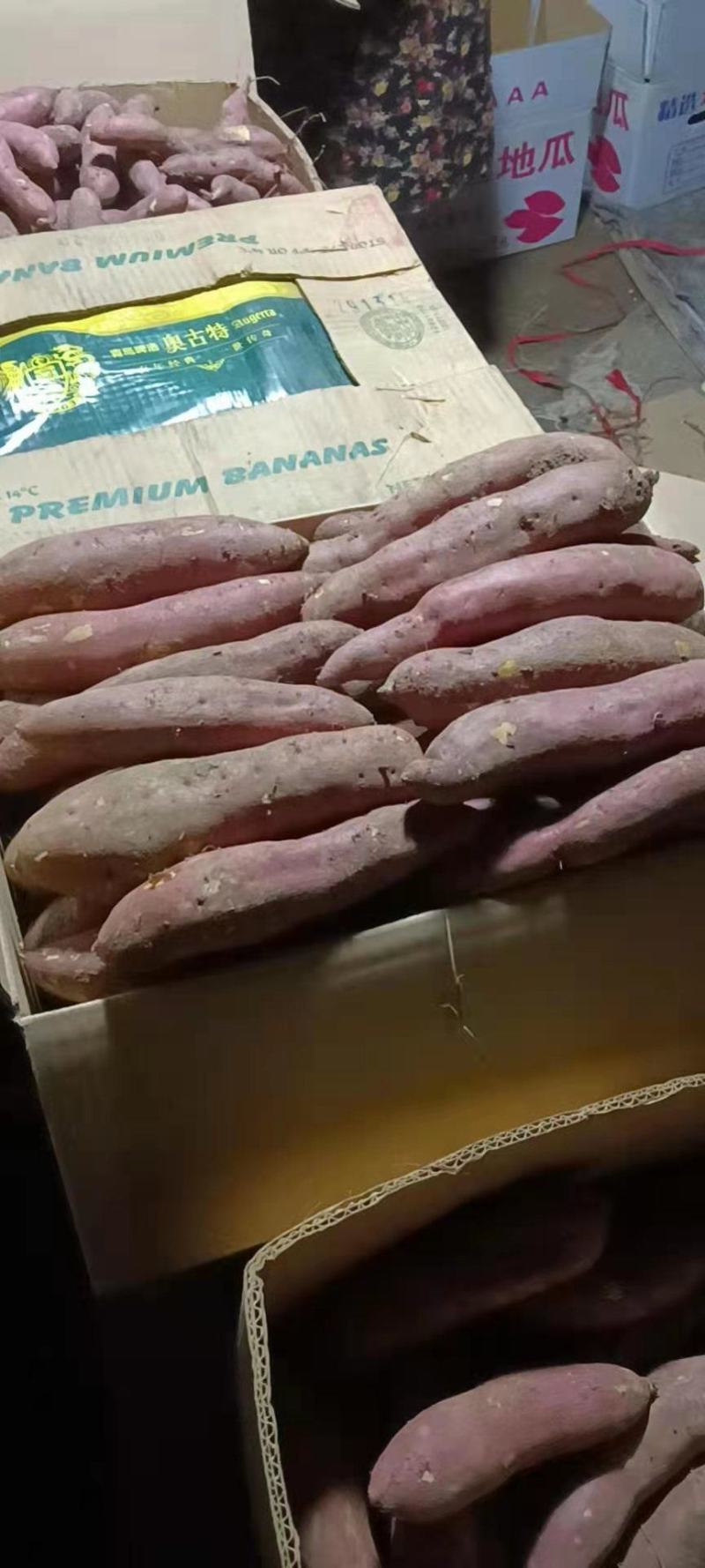 【好货推荐】红薯辽宁龙薯九号红薯，条形好颜色红现挖现发