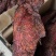 麻辣大块肉五香大块一件70斤干度好条形好价格美丽
