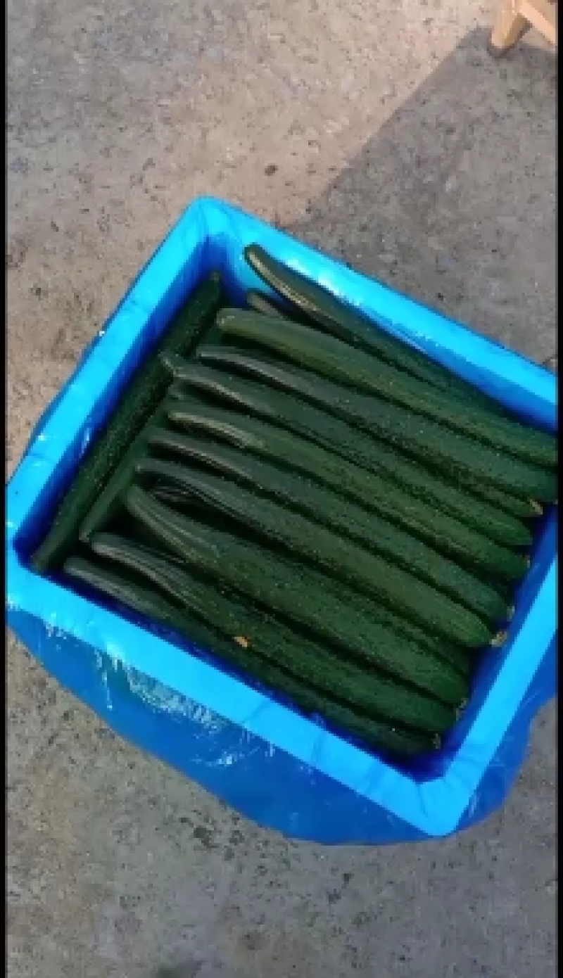夏邑益农合作社基地种植密刺油亮黄瓜保质保量货源充
