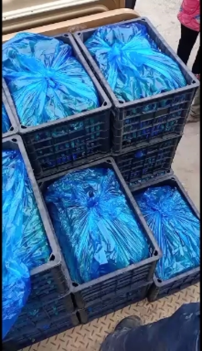夏邑益农合作社基地种植密刺油亮黄瓜保质保量货源充