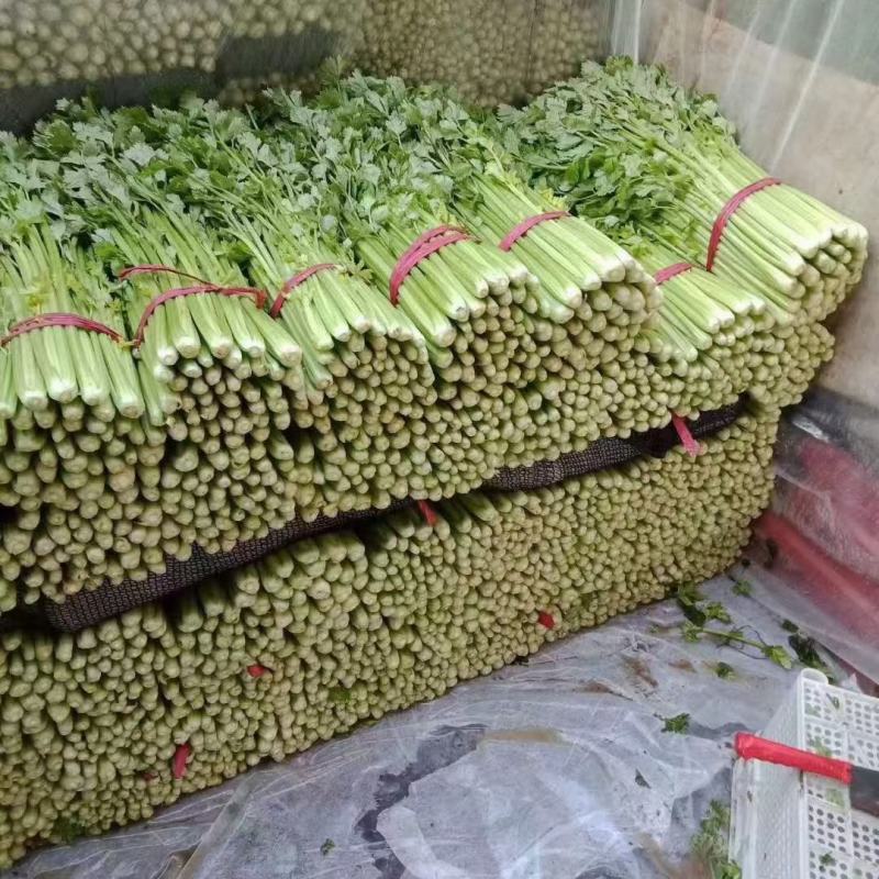 芹菜，60—70公分有粗有细保证质量现摘现发货源充足