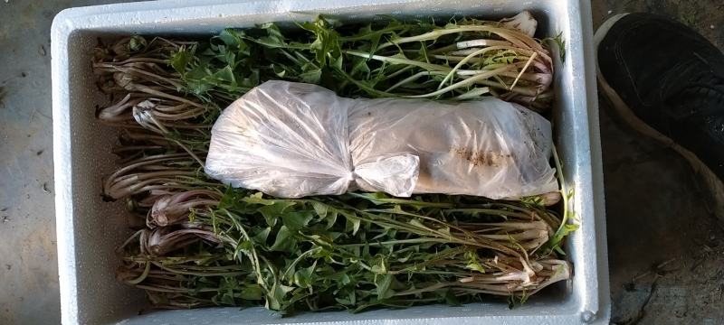新鲜蒲公英鲜婆婆丁现挖现发蘸酱菜可一件代发社区团购量大优