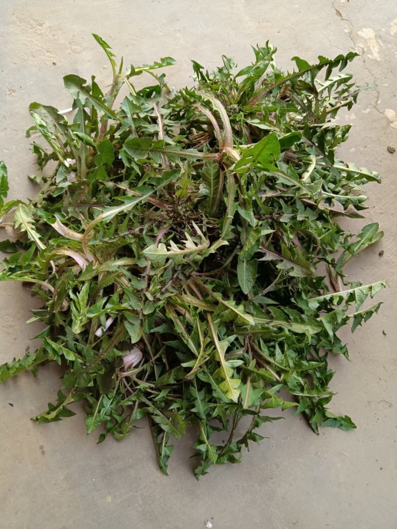 新鲜蒲公英鲜婆婆丁现挖现发蘸酱菜可一件代发社区团购量大优