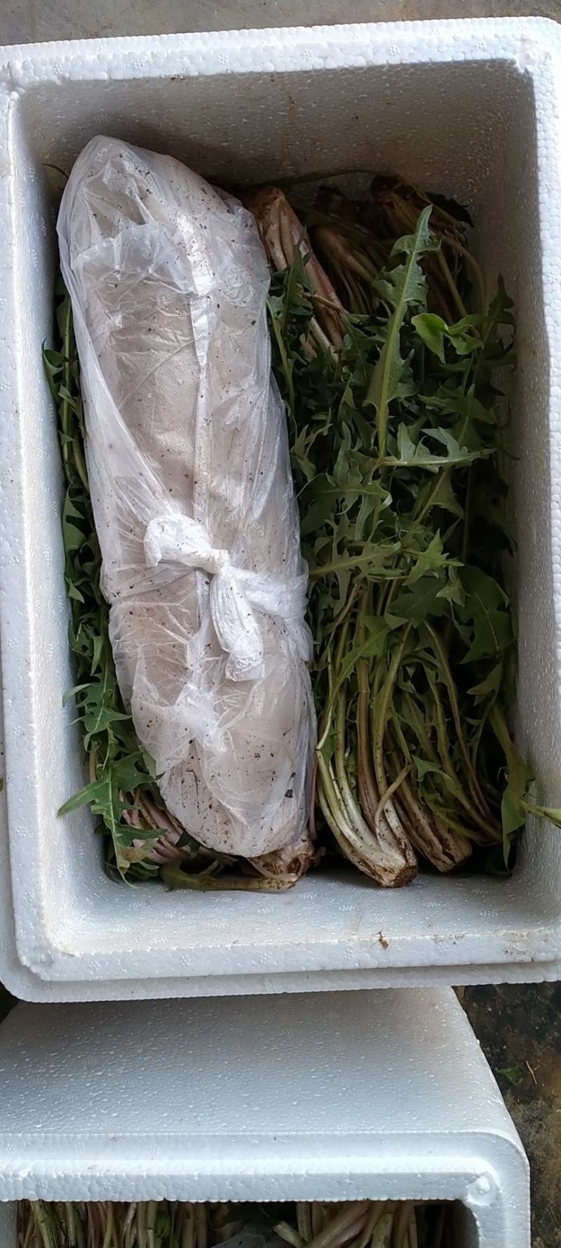 鲜蒲公英野生蒲公英鲜婆婆丁现挖现发可一件代发可大量供购
