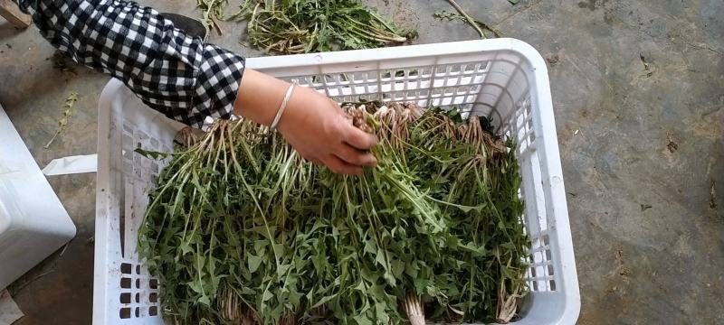 鲜蒲公英野生蒲公英鲜婆婆丁现挖现发可一件代发可大量供购