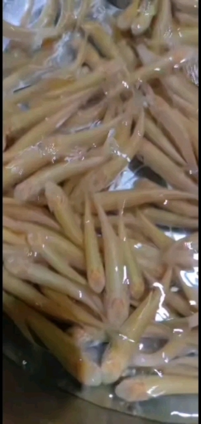 赤目金草鱼苗，赤目黄金鲩，广东苗场直销，