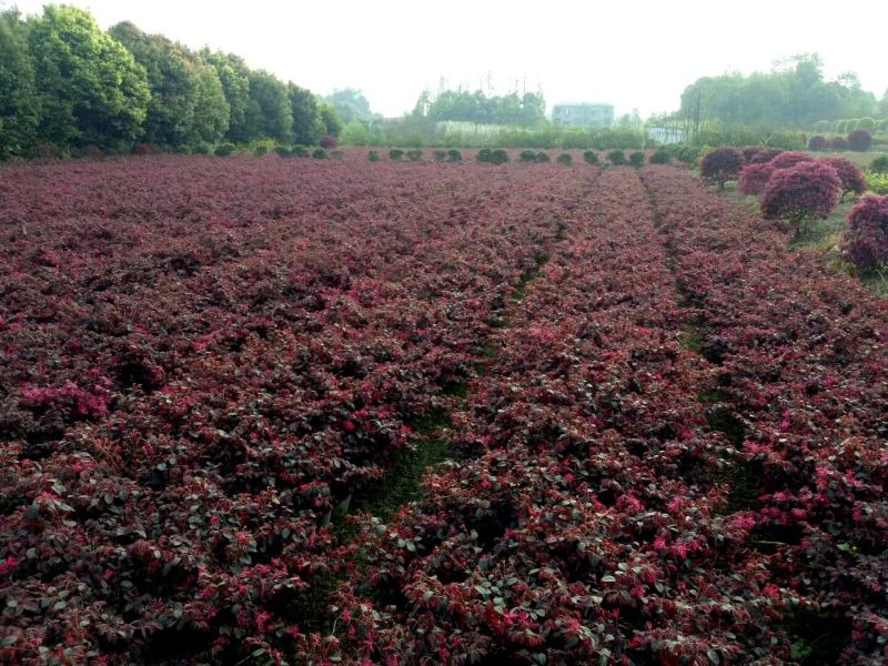 各种规格红叶石楠球苗圃待售红叶石楠杯苗常年供应
