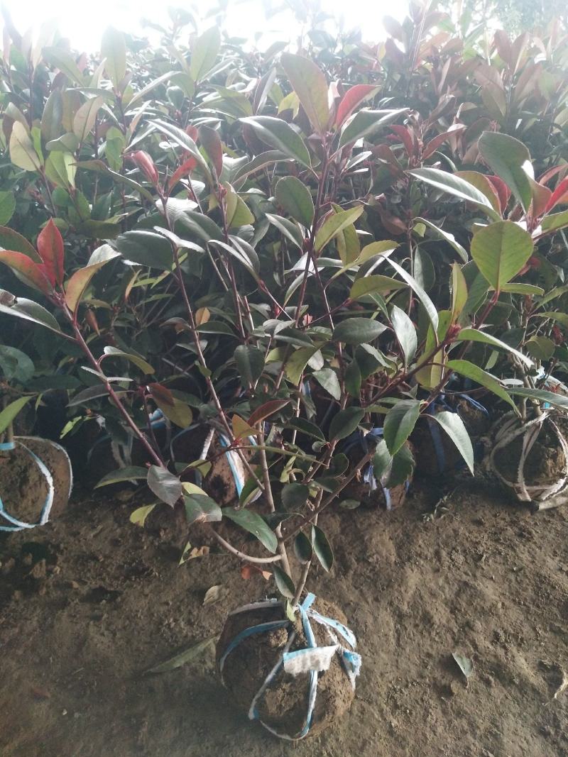 各种规格红叶石楠球苗圃待售红叶石楠杯苗常年供应