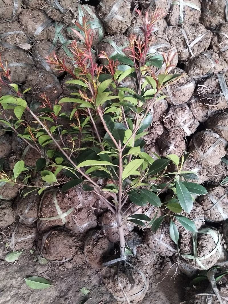 各种规格红叶石楠球苗圃待售红叶石楠杯苗常年供应