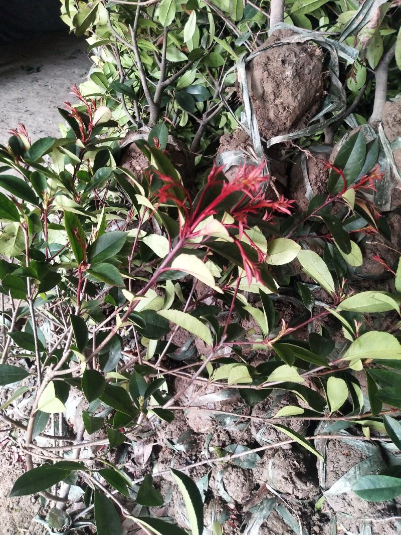 各种规格红叶石楠球苗圃待售红叶石楠杯苗常年供应