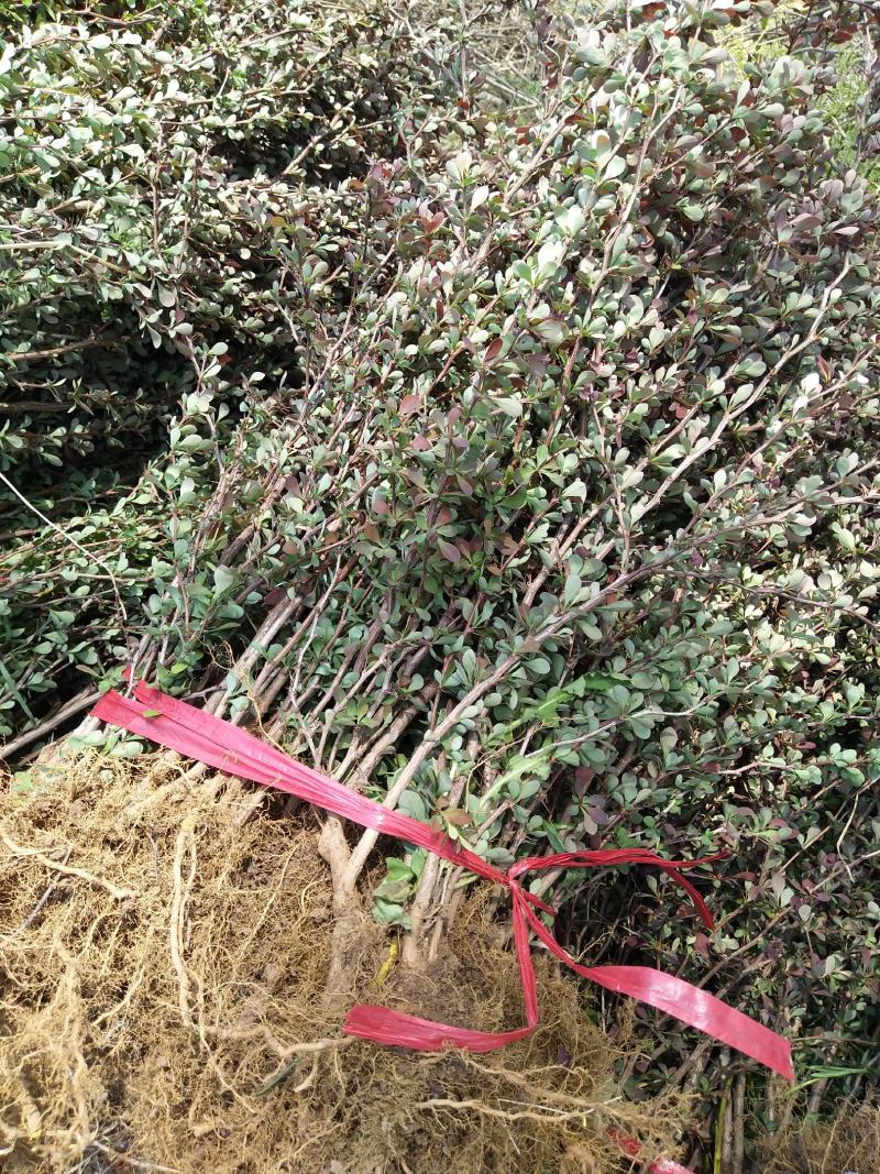 各种规格红叶石楠球苗圃待售红叶石楠杯苗常年供应