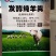 发酵羊粪，添加有益菌，富含稀土，微量元素，氨基酸，腐殖酸