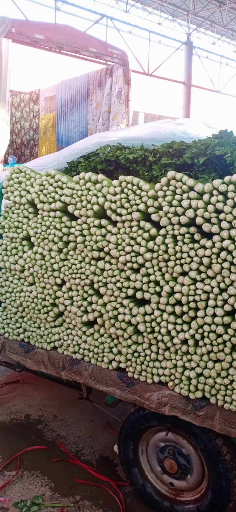 芹菜，质量特别好，新鲜脆嫩，货源充足，物美价廉，欢迎咨询