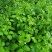 新鲜簕菜苦刺心苦刺菜鲜嫩勒菜野菜农家菜