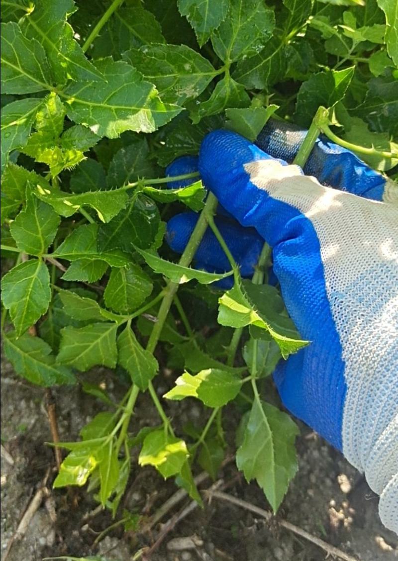 新鲜簕菜苦刺心苦刺菜鲜嫩勒菜野菜农家菜