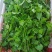 新鲜簕菜苦刺心苦刺菜鲜嫩勒菜野菜农家菜