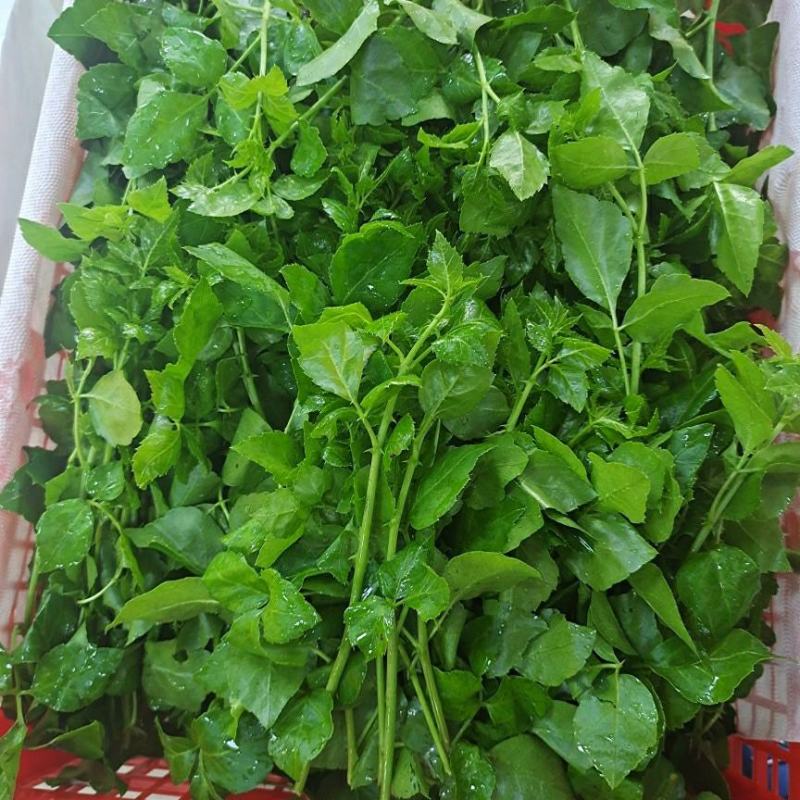 新鲜簕菜苦刺心苦刺菜鲜嫩勒菜野菜农家菜