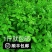 新鲜簕菜苦刺心苦刺菜鲜嫩勒菜野菜农家菜