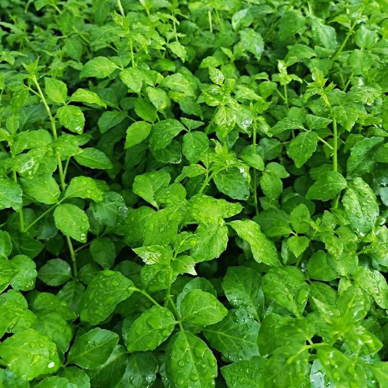 新鲜簕菜苦刺心苦刺菜鲜嫩勒菜野菜农家菜