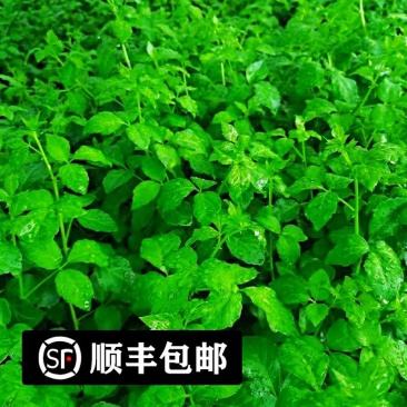 新鲜簕菜苦刺心苦刺菜鲜嫩勒菜野菜农家菜