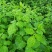 新鲜簕菜苦刺心苦刺菜鲜嫩勒菜野菜农家菜
