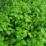 新鲜簕菜苦刺心苦刺菜鲜嫩勒菜野菜农家菜