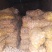 甘肃省定西直供陇薯系列微型薯，原种，一级种，代发多品种商
