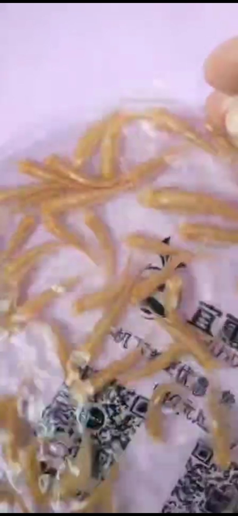 赤目金草鱼苗，赤目黄金鲩，广东苗场直销，