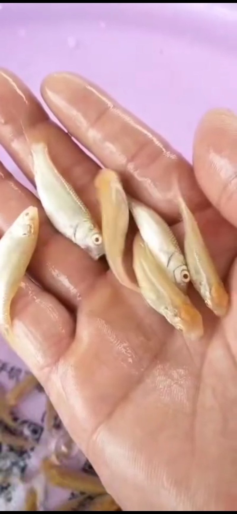 赤目金草鱼苗，赤目黄金鲩，广东苗场直销，