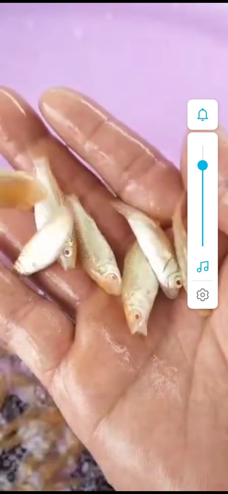 赤目金草鱼苗，赤目黄金鲩，广东苗场直销，
