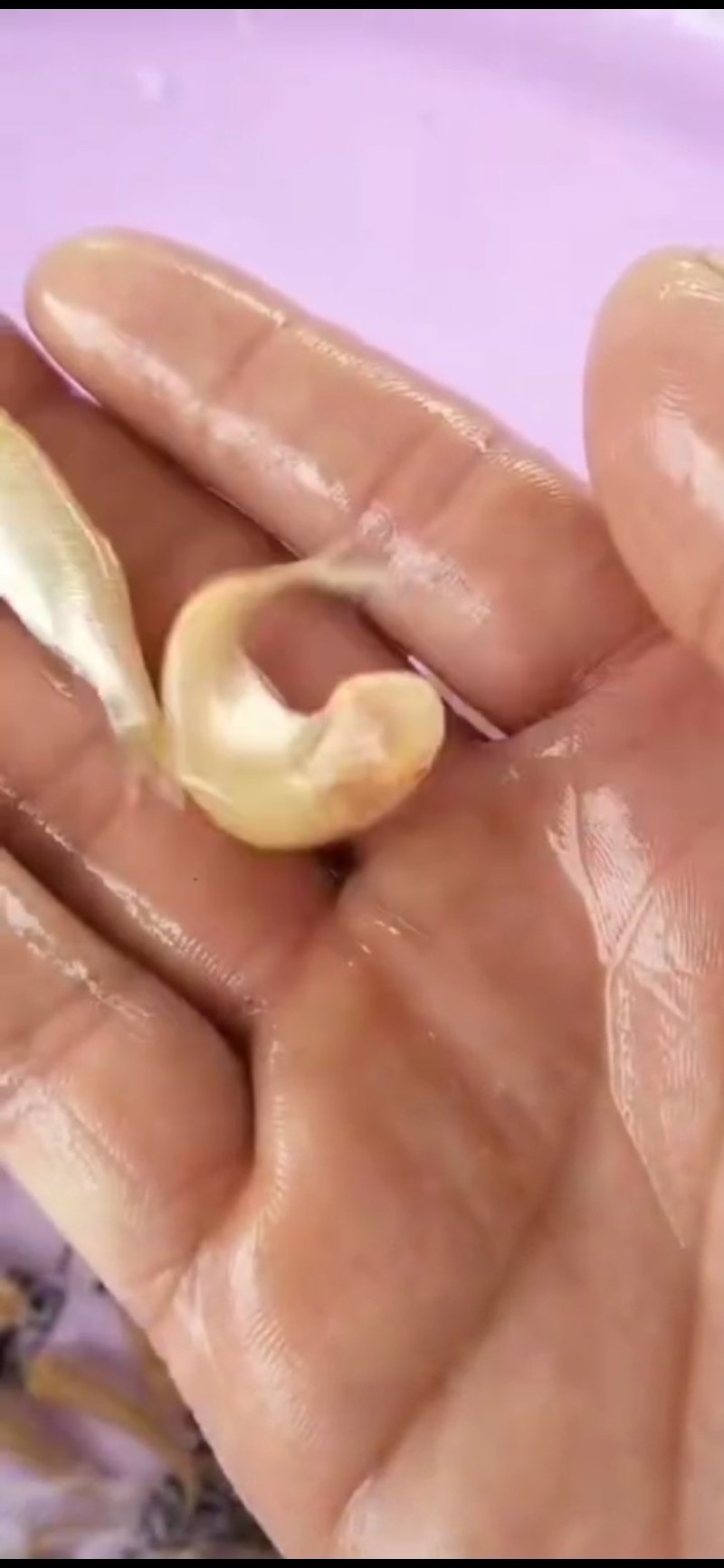 赤目金草鱼苗，赤目黄金鲩，广东苗场直销，