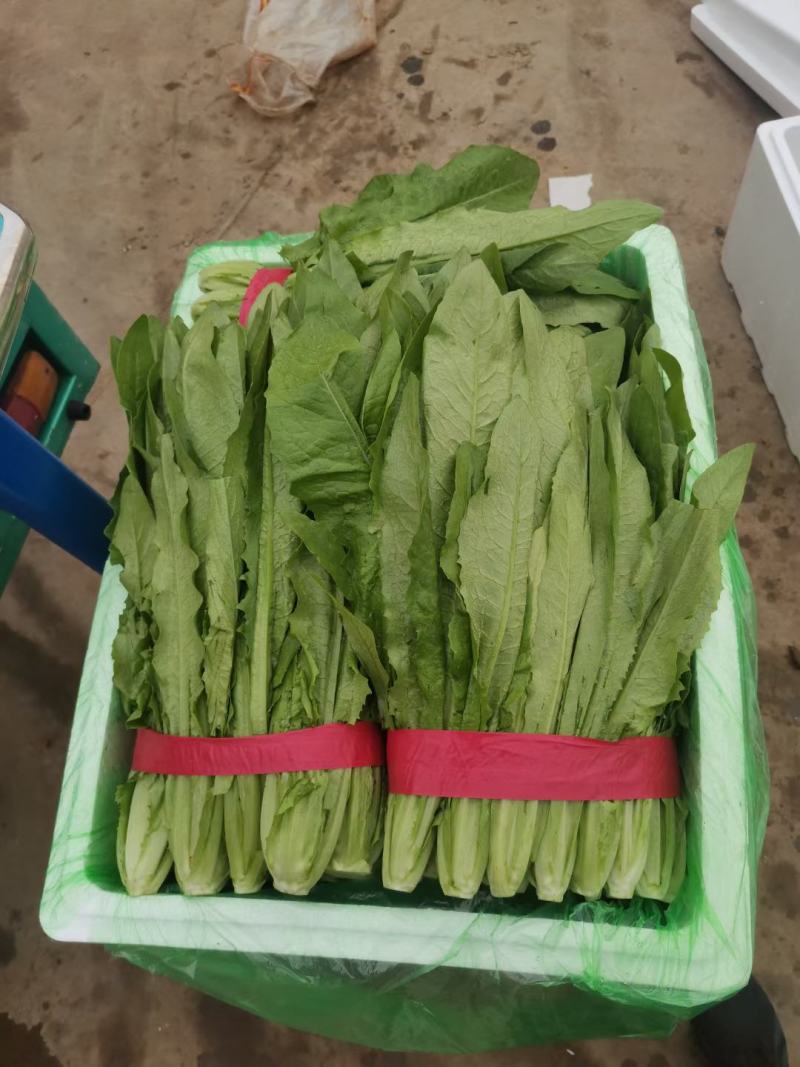 油麦菜，大量上市一手货源，质量很好，高度30～40公分